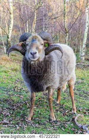 Sheep With Curled Horns On The Moors Of Borger, Netherlands