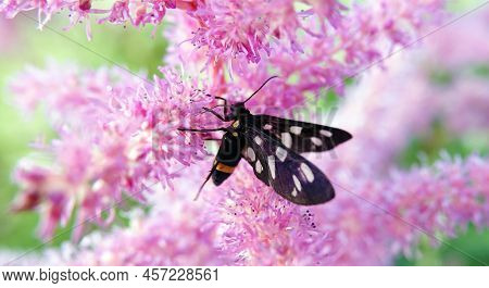Insect Pseudo-motley Common Or Black-bearded False Moth (amata Phegea) - A Butterfly From The Subfam