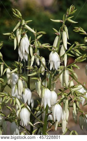 Yucca Filamentata Is A Perennial Evergreen, Monoecious, Almost Stemless Plant With A Woody Base, A S