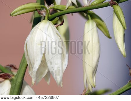 Yucca Filamentata Is A Perennial Evergreen, Monoecious, Almost Stemless Plant With A Woody Base, A S