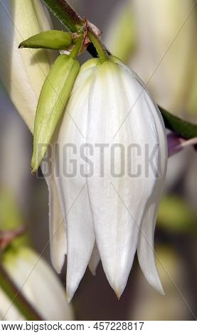 Yucca Filamentata Is A Perennial Evergreen, Monoecious, Almost Stemless Plant With A Woody Base, A S