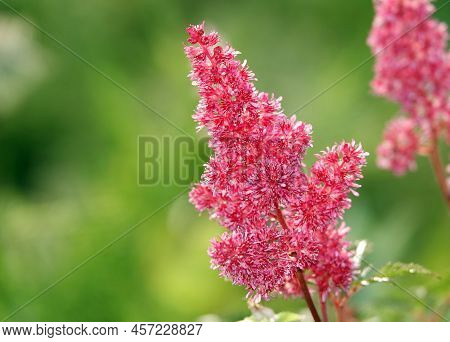 Astilbe Chinensis Or Astilbe Chinensis Is A Species Of Perennial Herbaceous Plants From The Genus As