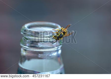 Wasp Or Yellow Jacket On A Bottle Of Soft Drink, The Insects Can Become A Pest In Summer, Especially