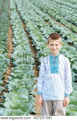 Child In Traditional Embroidered Ukrainian Shirt On Background Of Field Of Green Cabbage. Boy Is Smi