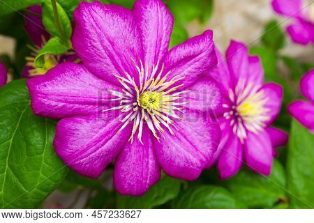 Flowering Pink Clematis Clematis Hybrida On A Pink Background. Beautiful Purple Flowering Clematis. 