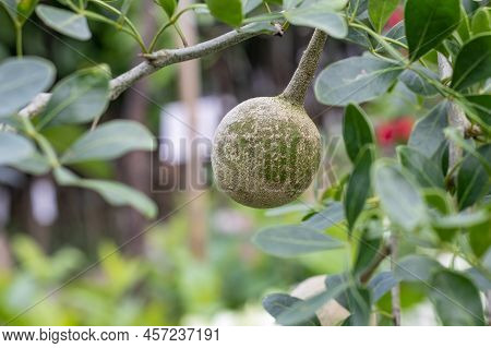 Limonia Acidissima Fruit Or Wood Apple Growing On A Branch Close Up With Copy Space
