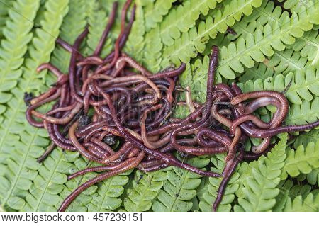 Breeding Red Worms Dendrobena. Fertile Soil. Natural Soil Improvement. Fishing Worms