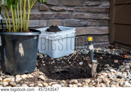 Transplanting A Root Bound Potted Plant To A Newly Dug Hole In Rocked Boarder Near A House.