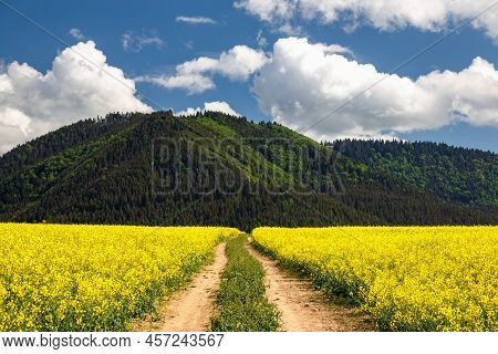 Spring Landscape With A Path Through A Field Of Oilseed Rape. Hills And Blue Sky With Dramatic Cloud