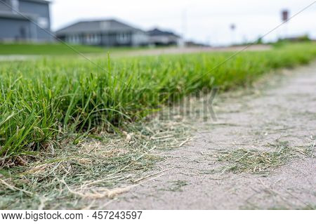 Grass Clippings Strewn Across A Residential Sidewalk After Mowing.