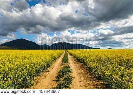 Spring Landscape With A Path Through A Field Of Oilseed Rape. Hills And Blue Sky With Dramatic Cloud