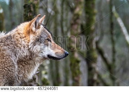 Close Up Of An Adult Wolve Roaming In The Forest