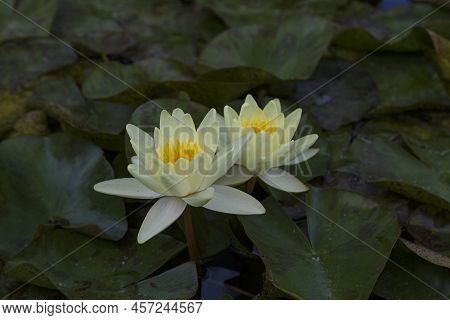 Aquatic Plant. Nymphaea Hybride Marliacea Chromatella On Blurred Natural Background. Light Yellow, L