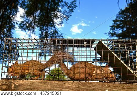 Two Squirrels Are Captured Simultaneously In A Live Trap.
