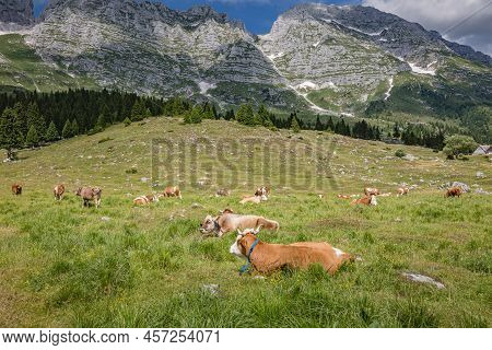 Beautiful Nature. Grazing Cows With An Amazing View Of Mountain Hiking Trail Road. Italy Malga Monta