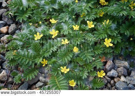 Potentilla Anserina Known As Argentina Anserina With Blurred Background On Meadow.