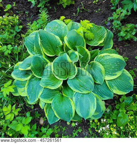 A Hosta Flower With Green Leaves Grows In A Flower Bed In The City Garden