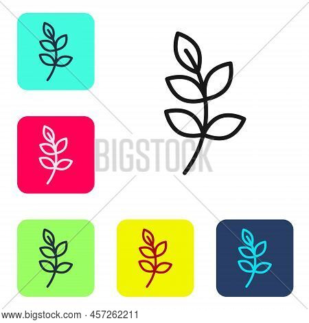 Black Line Willow Leaf Icon Isolated On White Background. Set Icons In Color Square Buttons. Vector