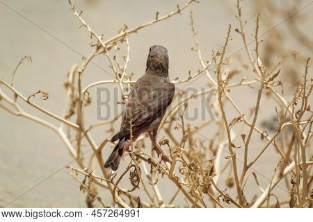 A Desert Bullfinch Or Desert Trumpeter, Bucanetes Githagineus Feeding On A Plant.