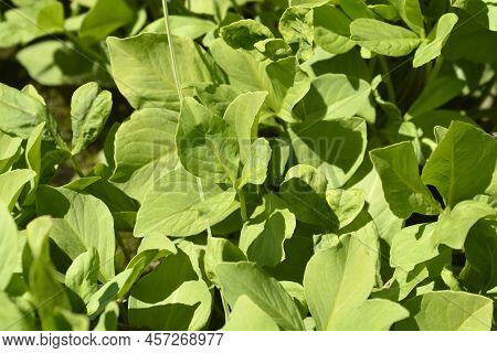 Common Bogbean Green Leaves In The Spring