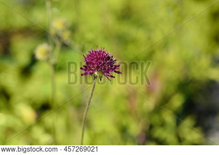 Macedonian Scabious Flower In The Garden In Summer