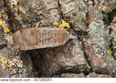 Closeup On A Large Yellow Underwing Moth, Noctua Pronuba Sitting On Wood In The Garden
