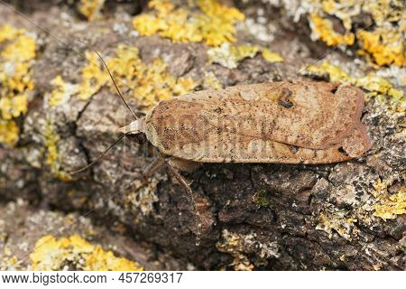 Closeup On A Large Yellow Underwing Moth, Noctua Pronuba Sitting On Wood In The Garden