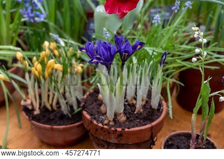 Small Spring Flowers In The Garden. Tiny Purple-blue Irises In A Clay Pot, Iris Reticulata Or Dwarf 