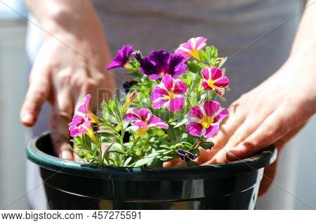 Close Up Of Woman's Hands Potting Houseplants. Home Gardening, Transplanting Flowers At Home. Repott