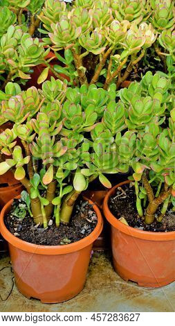 Beautiful Plants Of Cotyledon Orbiculata In Nursery Garden Pot Commonly Known As Pigs Or Dogs Ear Or