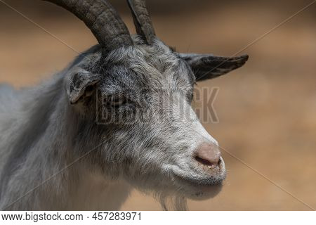 The American Pygmy Goat Is An American Breed Of Achondroplastic Goat.