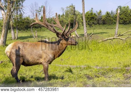 The Elk (cervus Canadensis), Also Known As The Wapiti, A Large Elk - Wapiti With Huge Antlers In Vel