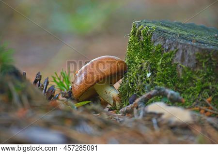 Suillus Variegatus Is A Species Of Edible Mushroom Commonly Called The Velvet Bolete Or Variegated B
