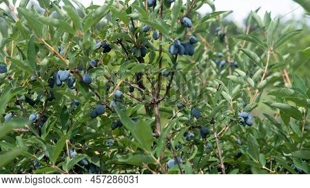 Bushes With Ripe Haskap Berry. Ripe Berries Of Edible Honeysuckle Lonicera On Branches In The Garden