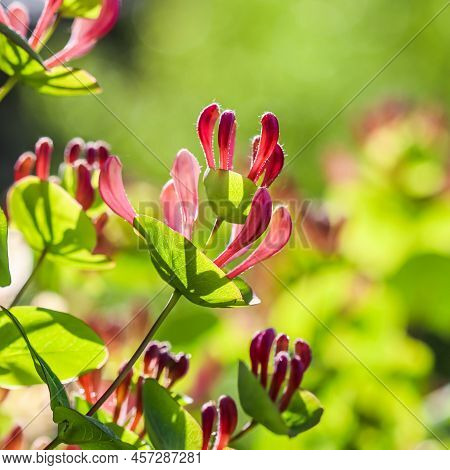 Pink Honeysuckle Buds And Flowers In A Sunny Garden. Lonicera Etrusca Santi Caprifolium,  Woodbine I