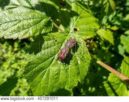 Couple Of Adult Striped Shield Bugs (graphosoma Lineatum), Red With Wide Black Longitudinal Stripes,