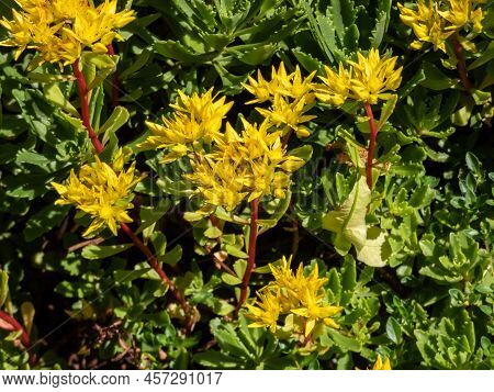 The Stringy, Gold Moss Stonecrop And Graveyard Moss (sedum Sarmentosum) With Multiple Branching Stem