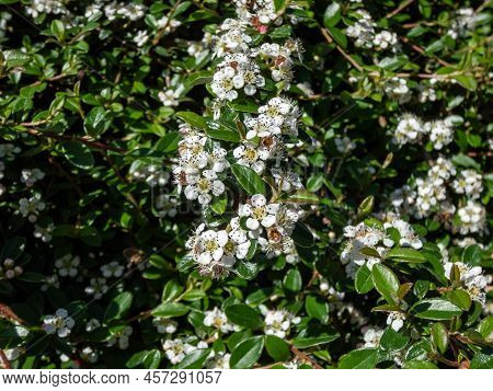 Evergreen Shrub Bearberry Cotoneaster (cotoneaster Dammeri) Cultivar 'skogholm' Flowering With White