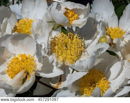 Macro Of Paeonia Lactiflora 'whitleyi Major' - Cupped, Creamy-white, Single Flowers 10cm Wide, With 