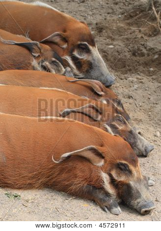 Wildschweine schlafen jpeg