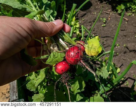 Woman's Hand Holding Ripe, Red-pink Radish Plant (raphanus Raphanistrum Subsp. Sativus) Roots - Edib