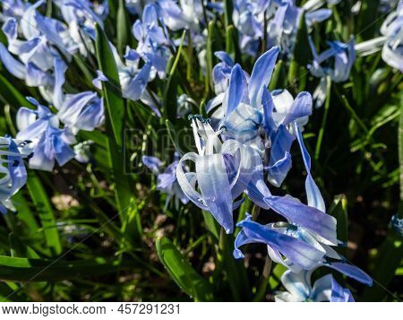 Close-up Shot Of The Ornamental Plant - Scilla Rosenii Bearing Racemes Of Star-shaped, Very Pale Blu