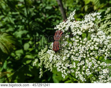 Couple Of Adult Striped Shield Bugs (graphosoma Lineatum), Red With Wide Black Longitudinal Stripes,