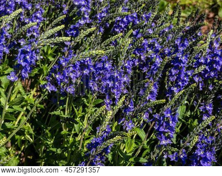 Speedwell (veronica Teucrium) 'true Blue' Forming A Dense Spherical Bush And Flowering With Spikes O