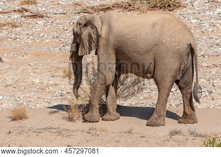 Impression Of An African Desert Elephant - Loxodonta Africana- Wandering In The Desert In North West