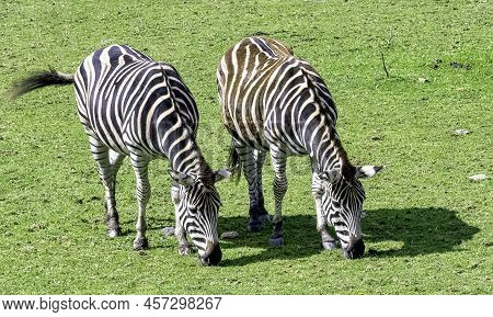 Plains Zebra Known As The Common Or Maneless Zebra, Equus Quagga Borensis Or Equus Burchellii - Keny