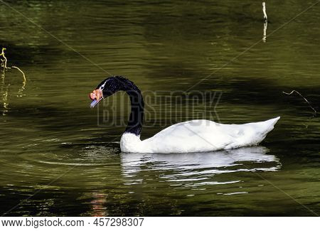 Black-necked Swan (cygnus Melancoryphus) Is The Largest Waterfowl Native To South America - Ecuador