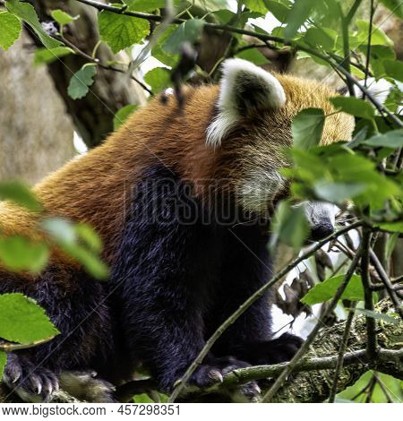 Red Panda (ailurus Fulgens) Known As Lesser Panda, The Red Bear-cat, Or Cat-bear - China