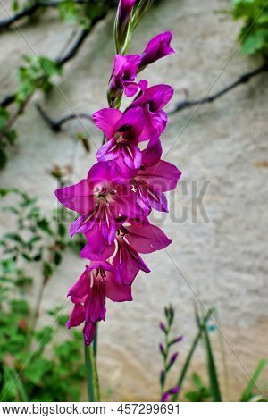 Byzantine Gladiolus (sword Lily)growing Under A Grape Vine In Dordogne, France