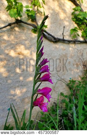 Byzantine Gladiolus (sword Lily)growing Under A Grape Vine In Dordogne, France